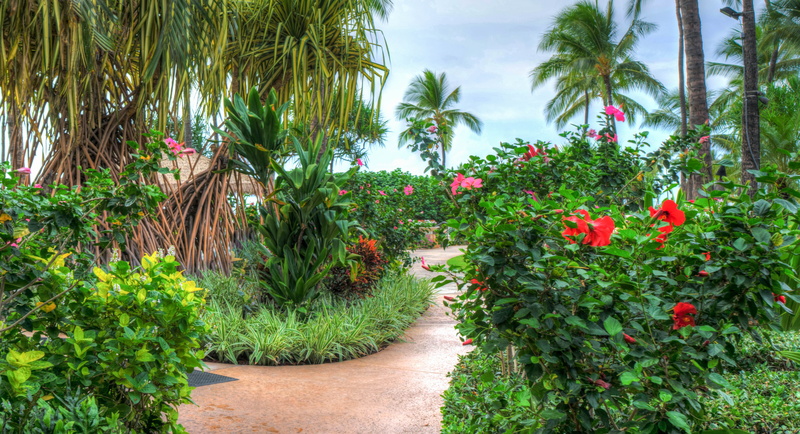 outdoor, marriott, travel, tourism, tranquility, nature, freshness, resort, ocean, ko olina, holiday, tropical climate, summer, flowering plant, path, garden path