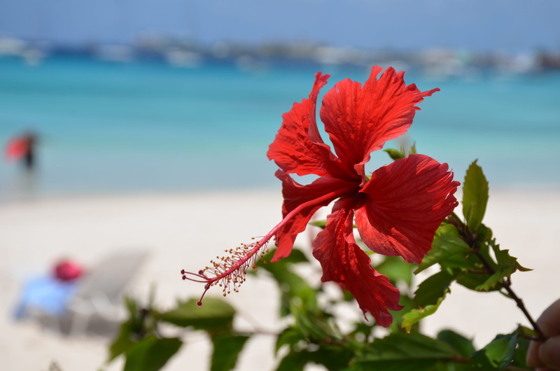 fragility, beach, nature, Sea, browns beach, freshness, salt water, blue, day, Flower, Caribbean, 4K, caribbean, vacations, pollen, summer, sand, Hibiscus
