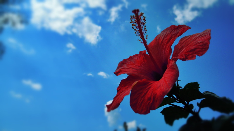 flower, nature, red, hibiscus, hd, 1080P