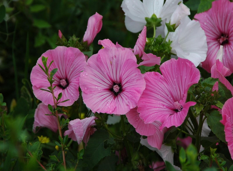 white, day, flower head, moscheutos, fresh, focus on foreground, nature, freshness, purple, close-up, plant, beauty in nature, pink color, greens, fragility