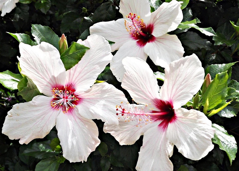 1080P, leaf, freshness, vulnerability, pink color, fragility, blossoms, hibiscus, inflorescence, plant part, no people, nature, white, pollen, white color