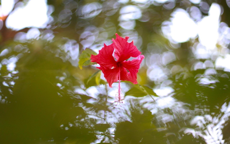nature and landscapes, flowers, hibiscus, nature, water, 1080P