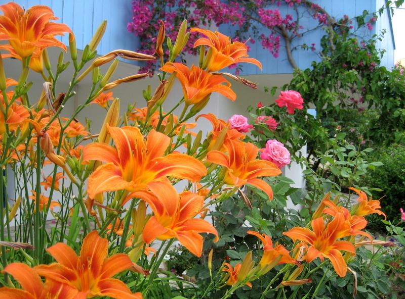 close-up, orange, gardening, fragility, freshness, blossom, no people, leaf, outdoors, season, lilies, nature, inflorescence, formal Garden, summer, beautifully