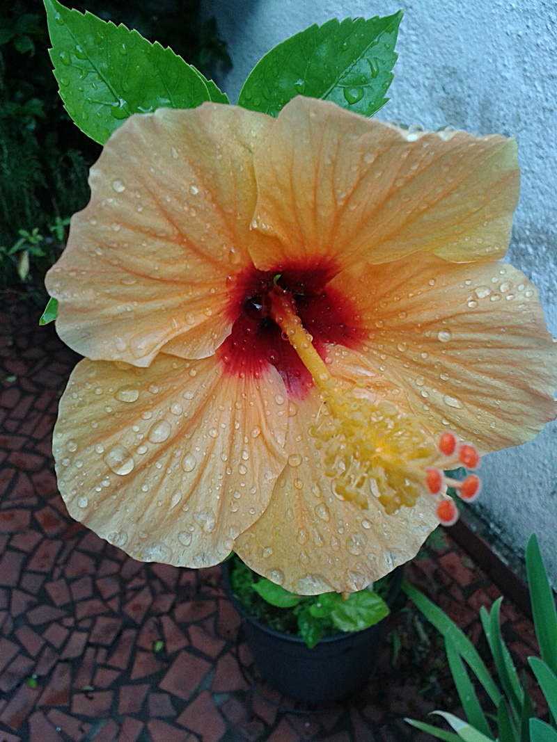 flowering plant, orange, wet, freshness, hibiscus, petal, water, yellow, beauty in nature, yellow hibiscus, fragility, close-up, rain drops, plant, vase