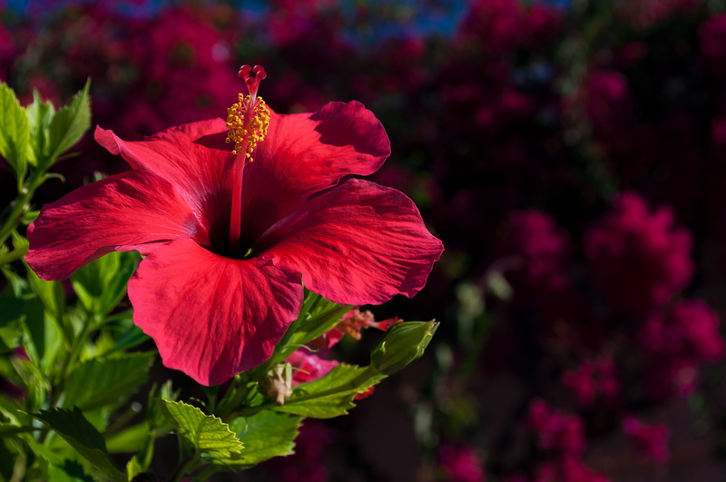 4K, close-up, growth, outdoors, photography, focus on foreground, pink, petal, hibiscus, flower head, no people, inflorescence, garden, pink color, selective