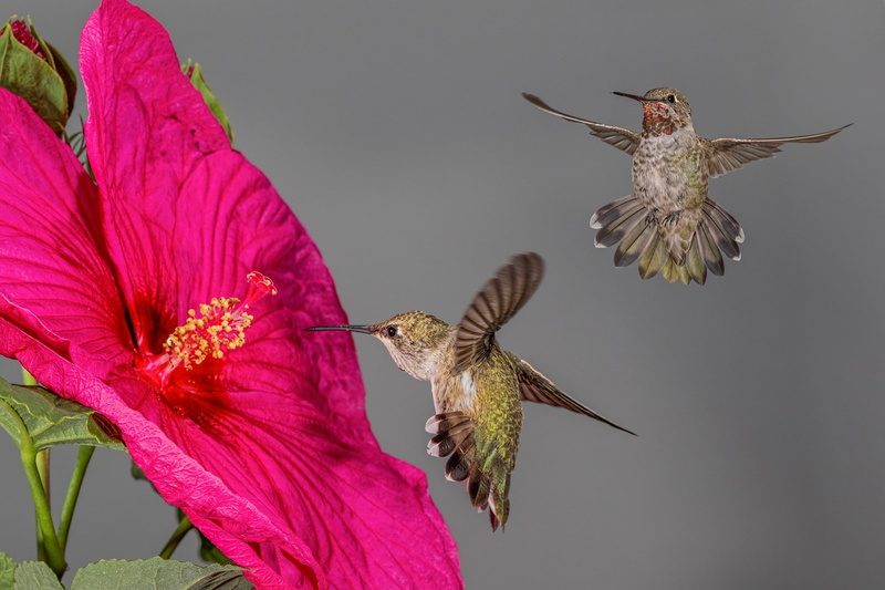 birds, Hummingbird, flower, hibiscus, 1080P