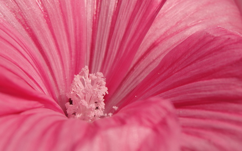 selective focus, macro, pink, stamen, vulnerability, flowering plant, single Flower, inflorescence, gerbera Daisy, pink Color, close-up, pollen, flower
