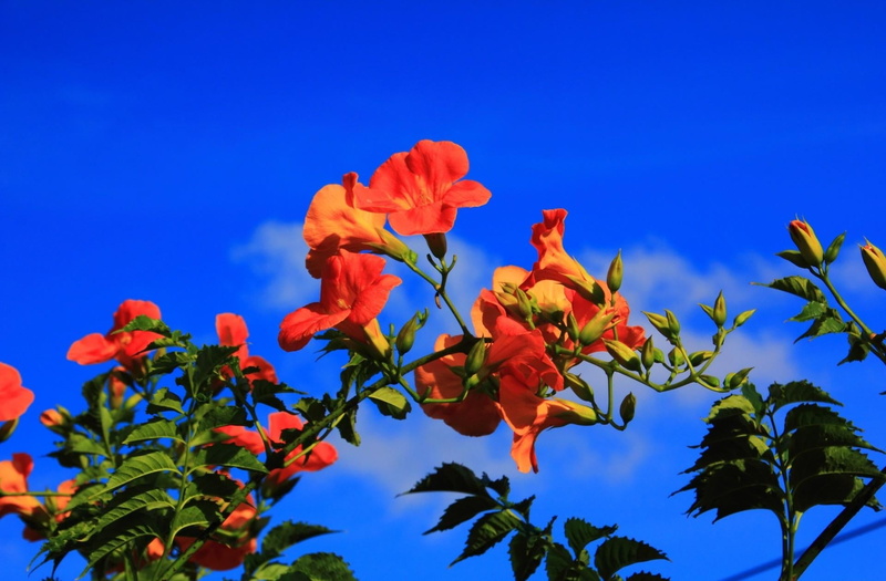 plant, season, botany, blossoms, plant part, summer, flowering plant, color Image, formal Garden, flowers, nature, colors, springtime, flowerbed, green Color