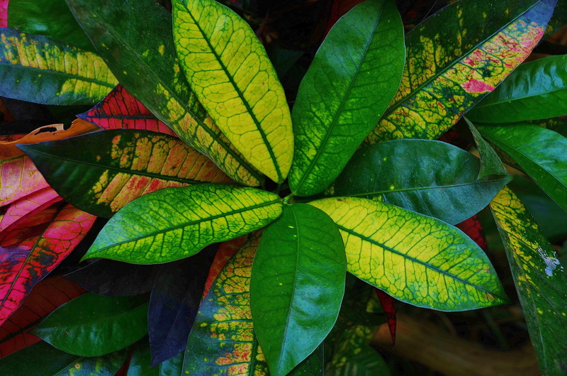 leaf, herbal, tropical, garden, vulnerability, natural pattern, leaf vein, leaves, closeup, 4K, rushfoil, change, plant, fragility, plant part, hibiscus