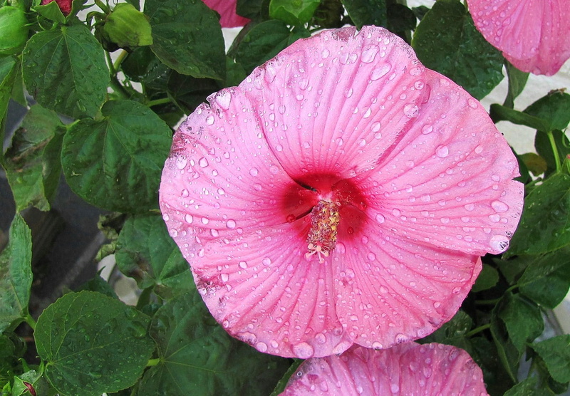 hibiscus, summer, rain, blooms, flower, pink, 1080P, nature and landscapes