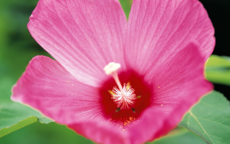 3d and abstract, flower, white, hibiscus, petals, pink, background, hawii, hibuscus, jpg, 1080P
