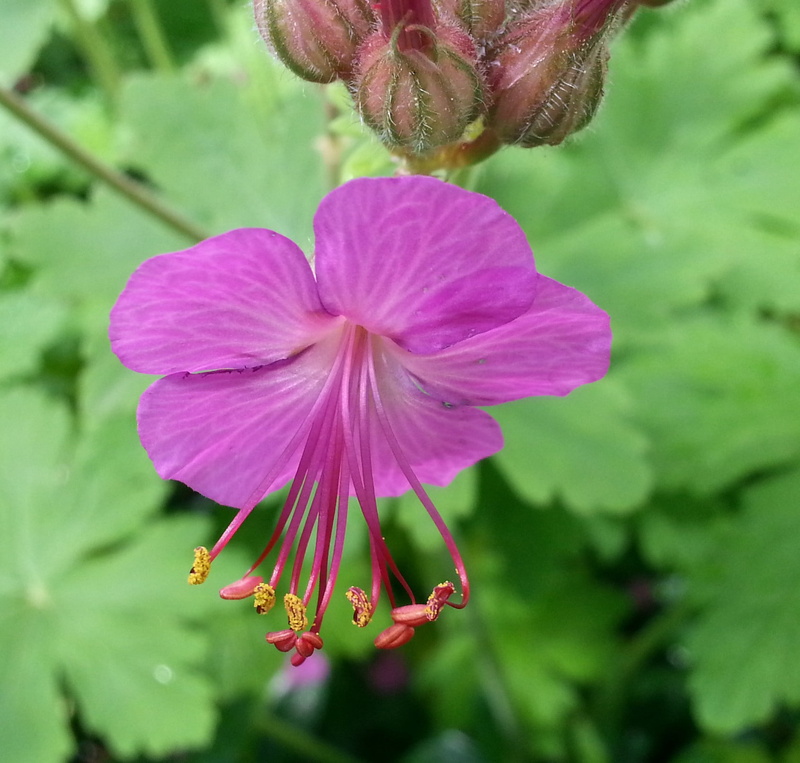 beautiful, flowers, Beautiful Purple Flowers, hibiscus, purple, 720P