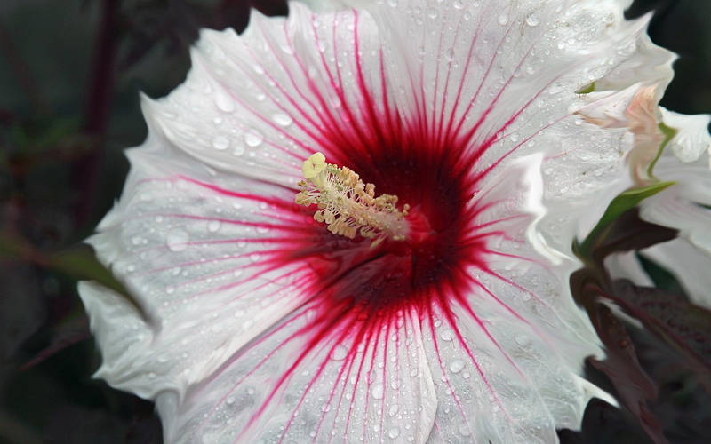 1080P, white, nature, hibiscus, flower