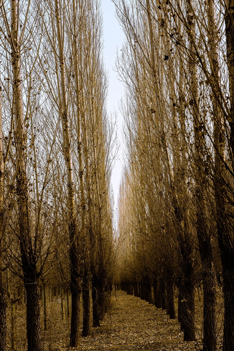 autumn, vegetation, treelined, forest, scenics - nature, outdoors, sky, wood, day, no people, beauty in nature, branch, nature, in rural areas, non-urban scene