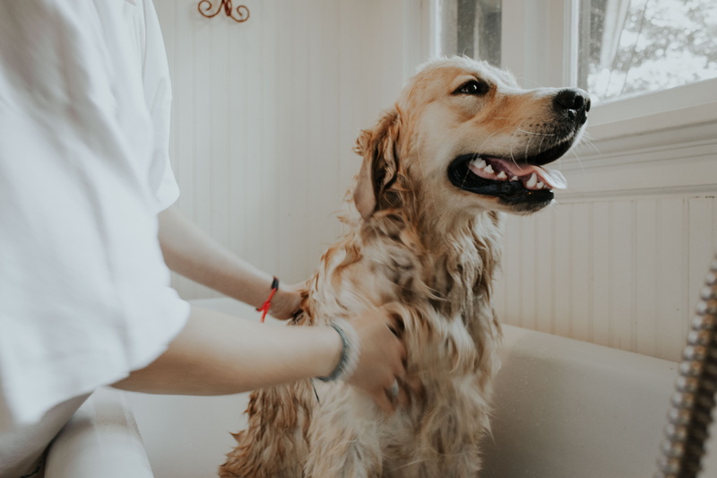 retriever, midsection, canine, one animal, animal, adult, pet, real people, human body part, human hand, domestic, dog, vertebrate, mammal, 4K, pets, indoors