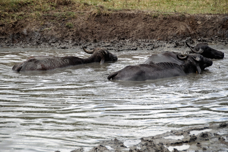 scot, farm animal, mud, animal themes, nature, milk, mammal, female, vertebrate, animals in the wild, outdoors, day, herbivorous, two animals, buffalo