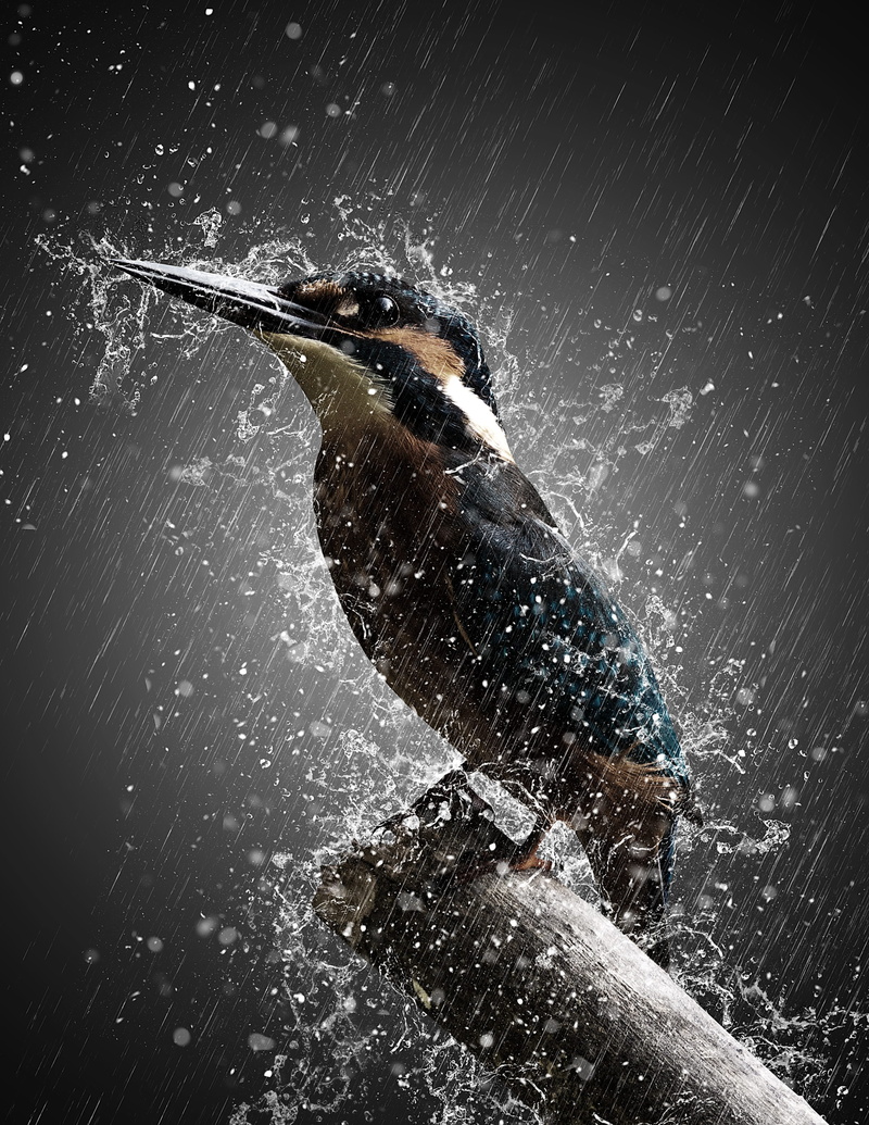 one person, 2K, spraying, effect, dark, motion, black, nature, brown, animal, blurred motion, drops, art, splashing, digital, bath, animal themes, black background