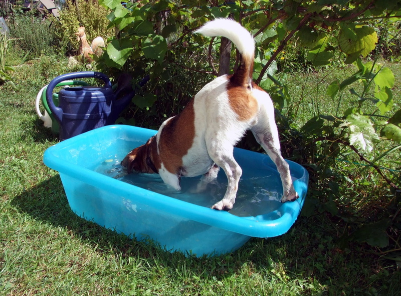 Dog, nature, day, no people, Water, summer, animal, animal themes, grass, pets, mammal, Splashing, domestic animals, vertebrate, land, domestic, taking a bath