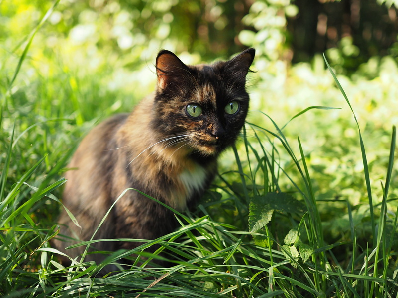 kitty, kitten, domestic cat, plant, green color, pet, mammal, no people, green eyes, wild cat, furry, vertebrate, black, green, land, domestic animals