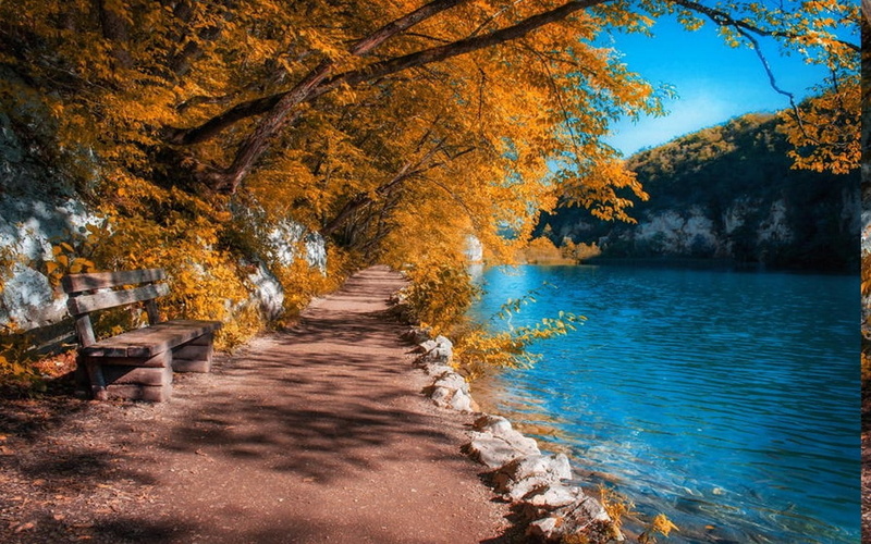 blue, orange color, Trees, autumn, forest, bench, path, lake, plant, no people, flowing water, leaf, beauty in nature, tree, day, Fall, plant part, water