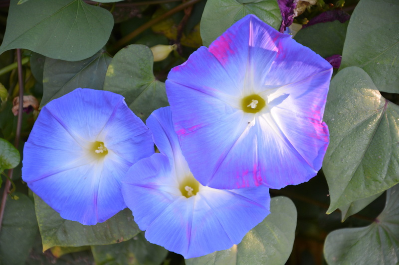 growth, focus on foreground, outdoors, africa, fragility, plant part, no people, day, inflorescence, petal, 5K, plant, nature, flower, purple, freshness