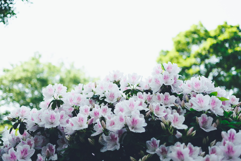 fragility, white, flower head, flowers, pink, carnation, 5K, peony, springtime, green, clear sky, petal, bunch of flowers, tree, bunch, bloom, freshness