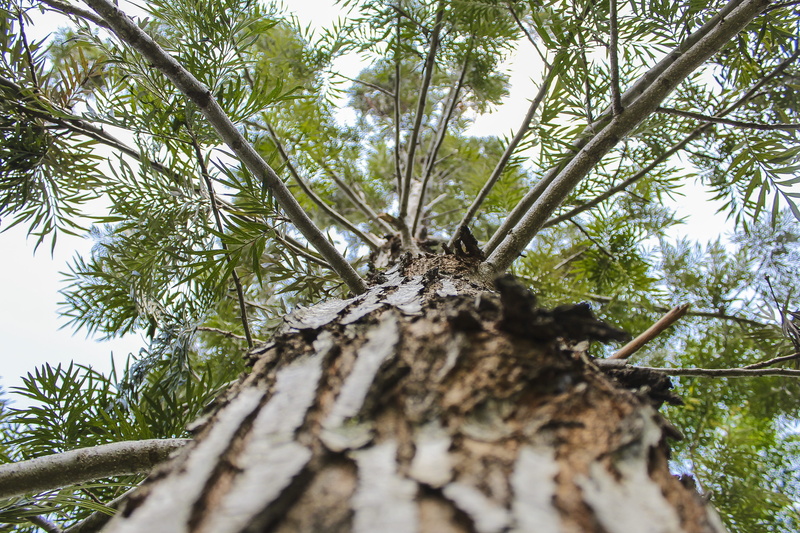 tree, day, landscape, natural, land, jinja, coniferous tree, outdoors, 2K, east africa, tranquility, growth, bark, woodland, directly below, environment