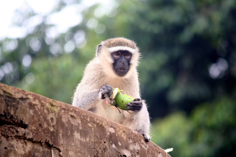 2K, low angle view, animals in the wild, no people, outdoors, jinja, day, animal wildlife, sitting, tree, nature, baboon, vertebrate, plant, primate, eating