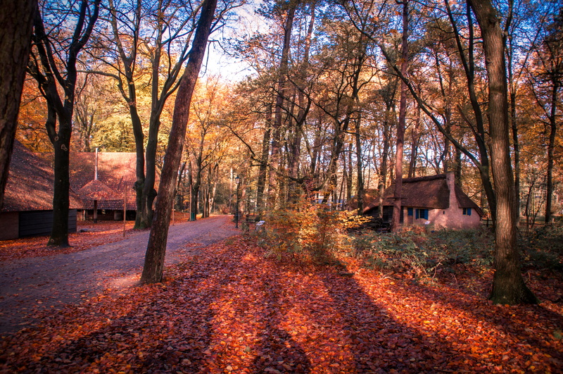 autumn, tree, 4K, dutch open air museum, ground, trunk, outdoors, tranquil scene, house, plant part, beauty in nature, the way forward, rural, cabin, sky