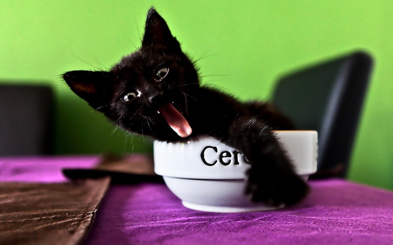 animals, mine, tongue, table, 1080P