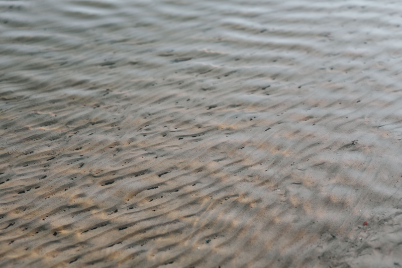 dog, water, lake, summer, 5K, natural pattern, river, beach, day, land, full frame, nature, beauty in nature, textured, arid climate, wave pattern, tranquility