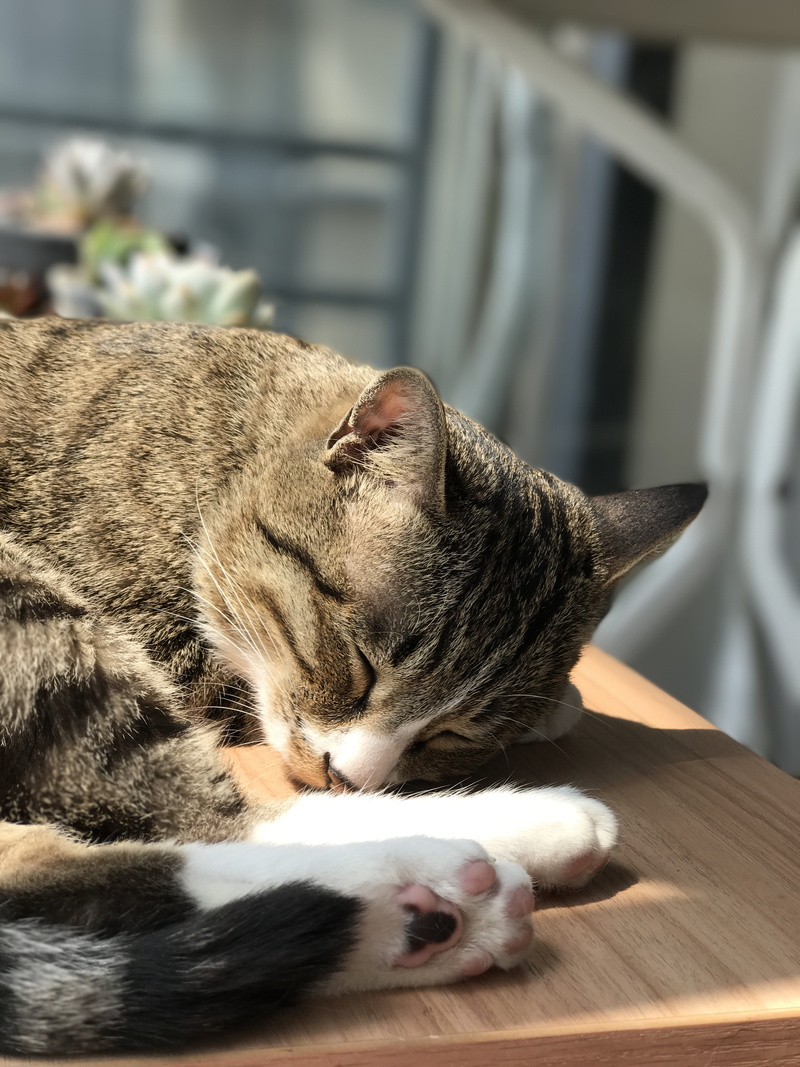 whisker, animal themes, eyes closed, cute, feline, domestic cat, vertebrate, 4K, pury, tabby, focus on foreground, no people, lying down, domestic animals