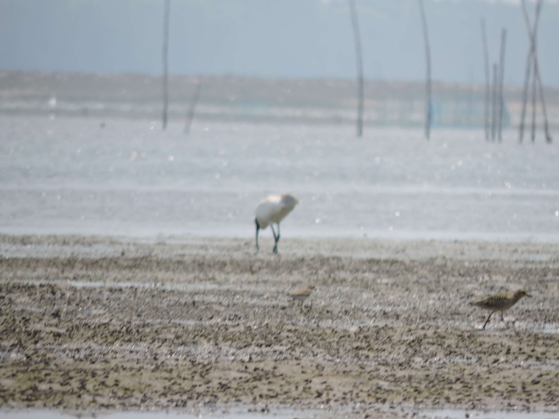 animal wildlife, full length, animal themes, field, land, nature, 4K, beach, outdoors, animals in the wild, orissa, water, vertebrate, wild, lake, bird
