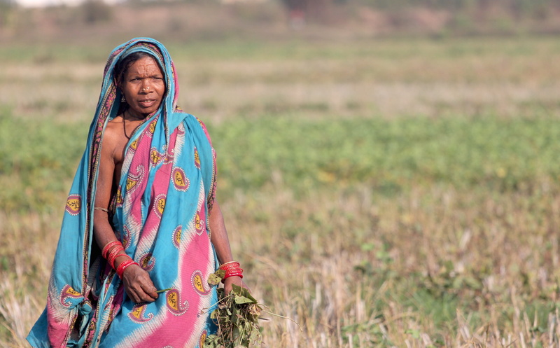 carrying, odisha, traditional clothing, female, emotion, lifestyles, adult, happiness, traditional, multi colored, oriya, plant, leaves, labor, land, 4K