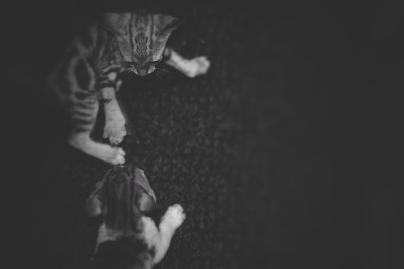 5K, feline, cat, pets, bhubaneswar, standing, copy space, vertebrate, people, domestic cat, high angle view, domestic, mammal, studio shot, domestic animals