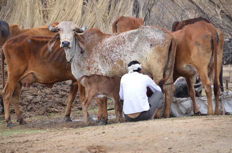 domestic animals, pets, animal themes, milk, farmer, standing, milking, cow, day, outdoors, medium group of animals, mammals, nature, vertebrate, herbivorous