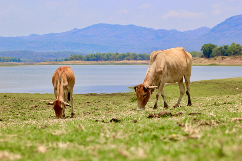 herbivorous, landscape, 5K, green, cow, tawa reservoir, domestic, mammal, animal, animal themes, water, vertebrate, grass, domestic animals, india, pets