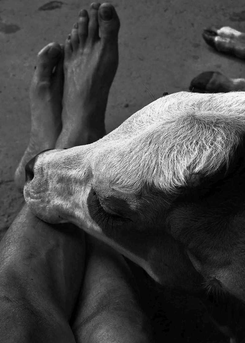 human hand, one animal, outdoors, one person, foot, people, low section, relaxation, human body part, human limb, human leg, domestic animals, body part