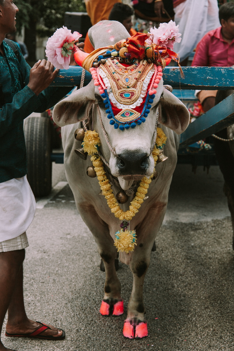 sacred, religion, traditional, india, day, vertebrate, street, spirituality, real people, incidental people, arts culture and entertainment, livestock