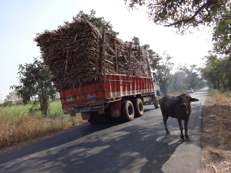 plant, tree, 4K, animal, day, truck, animal wildlife, sky, overcharge, domestic, mode of transportation, one animal, land vehicle, livestock, herbivorous