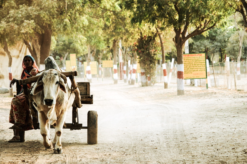one animal, dust, trailer, animal wildlife, transportation, animal photography, riding, working animal, domestic, trees, sitting, livestock, pets, road