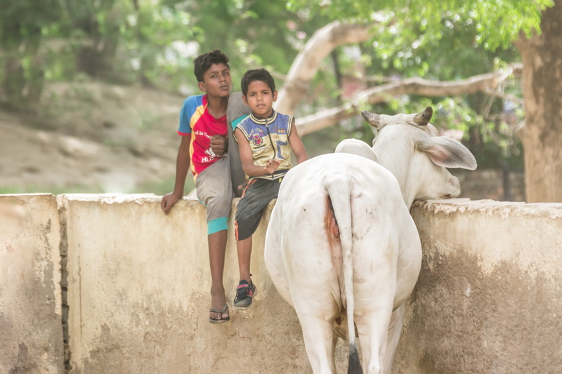 boys, livestock, togetherness, males, outdoors, indian kids, domestic animals, childhood, two people, offspring, positive emotion, family, emotion, india