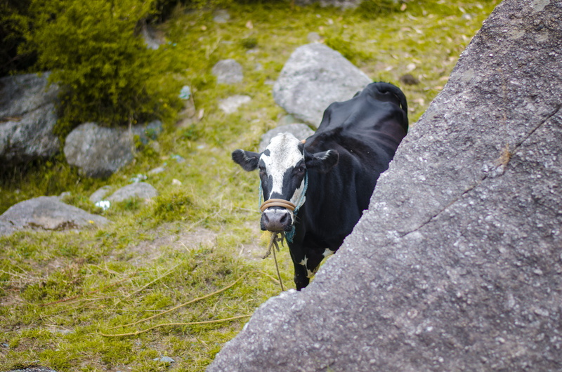 dharamshala, india, dharamkot, one animal, livestock, no people, nature, grass, cow, animal, rock, mammal, vertebrate, animal themes, day, outdoors, herbivorous