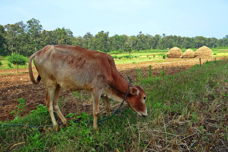 paddy harvest, Paddy, outdoors, dharwad, kalghatgi, india, Grazing, rural Scene, tree, Stack, cow, cattle, nature, Hay, agriculture, field, sky, land, meadow