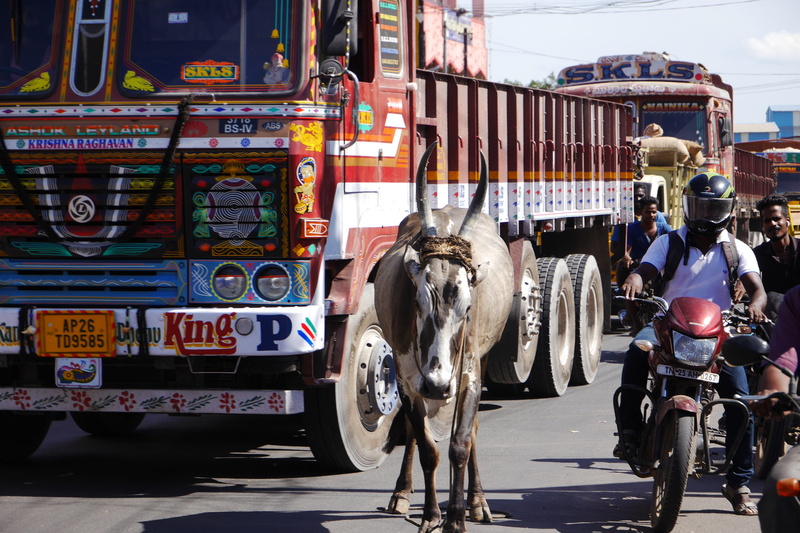 livestock, 4K, mammal, city, road, pets, domestic animals, incidental people, street, architecture, outdoors, transportation, horse, day, working animal