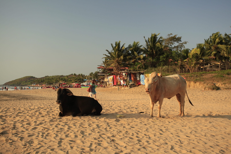 mammal, working animal, livestock, herbivorous, two animals, cows, plant, horse, animal wildlife, nature, 4K, goa, sky, india, land, outdoors, animals