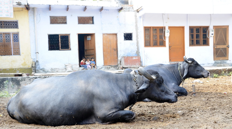 cows, cattle, animal wildlife, religious, building, no people, domestic cattle, hinduism, religion, traditional, sacred, outdoors, herbivorous, nature