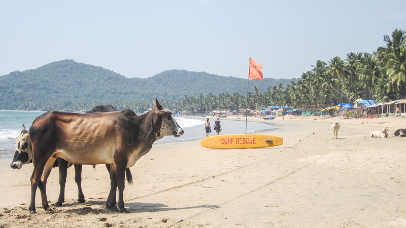 domestic, land, plant, 4K, goa, vertebrate, nature, livestock, beach, sky, herbivorous, sand, one animal, india, mammal, animal wildlife, pets, day, outdoors
