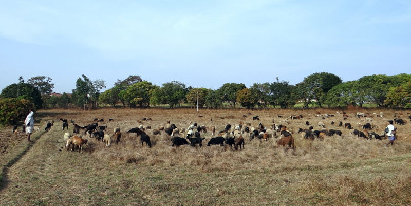 India, plant, cattle, animal, environment, animal wildlife, animals And Pets, vertebrate, grass, Grazing, semi-arid, herbivorous, agriculture, outdoors