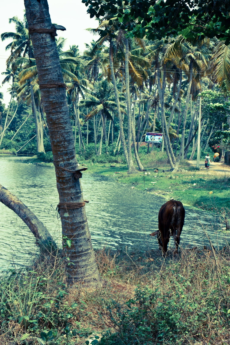 pets, vertebrate, 1080P, plant, Kerala, Holiday, Palm, animal themes, land, herbivorous, no people, growth, trunk, Cow, outdoors, tree, day, animal wildlife